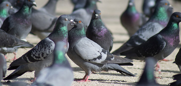 Nettoyage fientes pigeons : Nous travaillons sur tout type de site infesté : balcon, terrasse, combles, églises ... En France et Belgique - DIOGENE NETTOYAGE PLUS : Entreprise de nettoyage